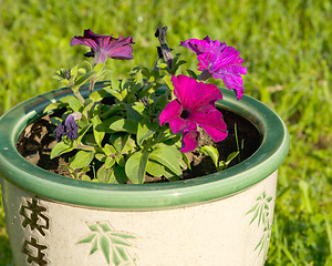 Image showing Petunias in pot