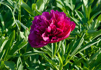 Image showing Pink Japanese Peony