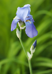 Image showing Irises blossoming