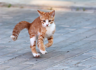 Image showing Little kitten jump