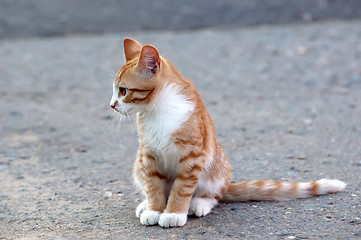 Image showing Little kitten sit on a road