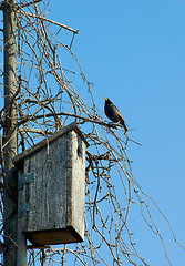 Image showing Starling near it's house