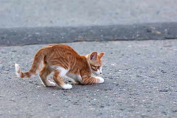 Image showing Little kitten play