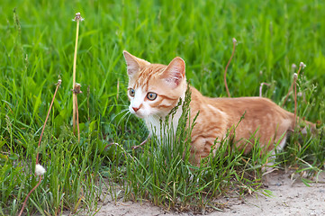 Image showing Little kitten hunting