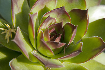Image showing Image of green sempervivum plant