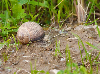 Image showing Grape snail