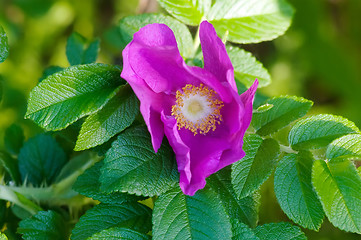 Image showing Pink roses