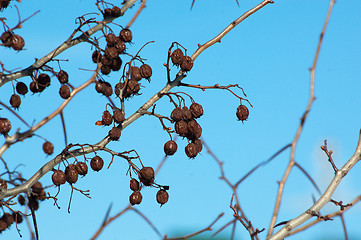 Image showing Dried hawthorn