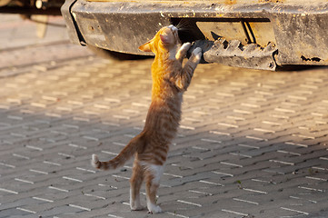 Image showing Curios cat