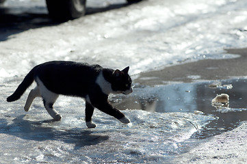 Image showing cat walking in snow road