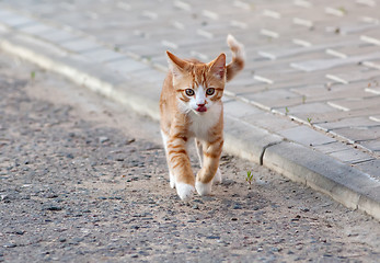 Image showing Little kitten jump