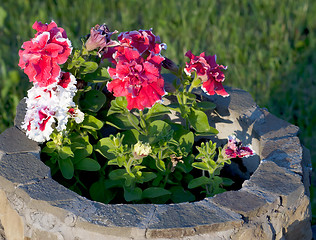 Image showing petunias in a pot