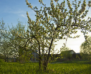 Image showing Cherry tree on garden