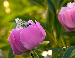 Image showing Peony with butterfly