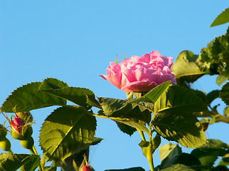 Image showing Pink roses