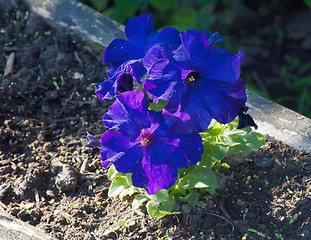 Image showing Blue petunias