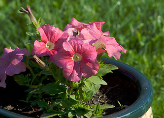 Image showing Petunias