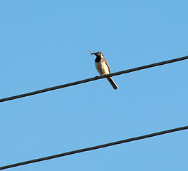 Image showing Bird with insect