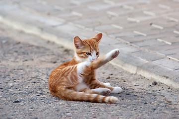 Image showing Little kitten lying