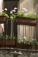 Image showing flower boxes taormina