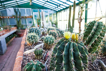 Image showing Cactus greenhouse