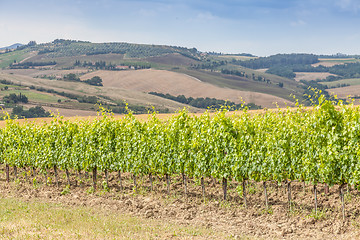 Image showing Tuscan wineyard