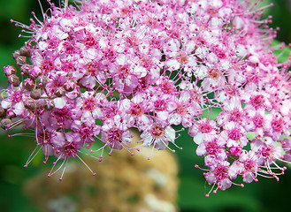 Image showing Spiraea Japonica