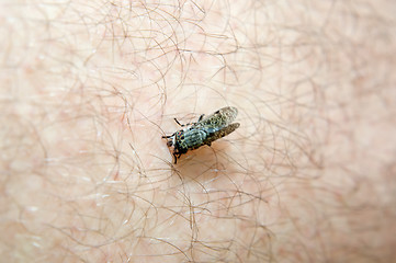 Image showing Twin-lobed deerfly