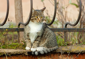 Image showing Cat on a fence