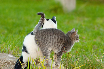Image showing Cats friendship
