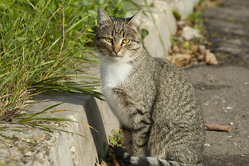 Image showing Cat sit on road