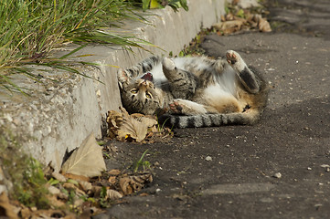 Image showing Funny pussy cat