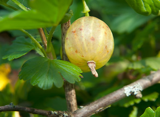 Image showing Gooseberries on a branch