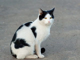 Image showing Cat sit on road