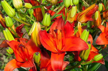 Image showing Red lily