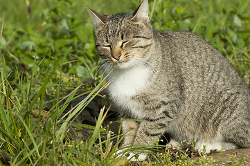 Image showing Pussy on a grass