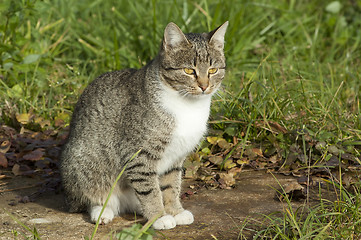 Image showing Pussy on a grass