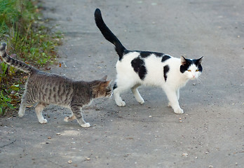 Image showing Two cats walking