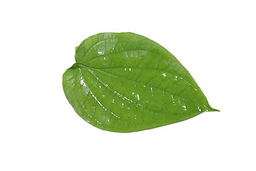 Image showing betel leaf