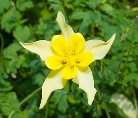 Image showing Aquilegia flower