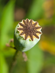 Image showing Poppy bud