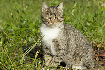 Image showing Pussy on a grass