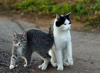 Image showing Two cats walking