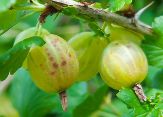 Image showing Gooseberries on a branch