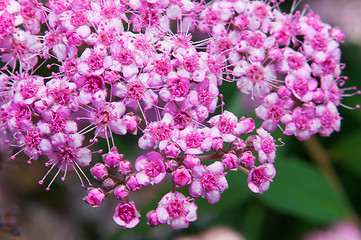 Image showing Spiraea Japonica