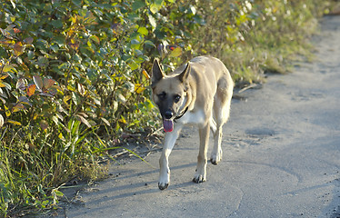 Image showing Running dog