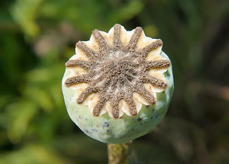 Image showing Poppy Capsule