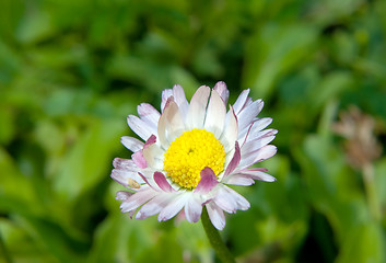 Image showing Chrysanthemum