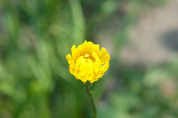 Image showing Taraxacum officinale bud