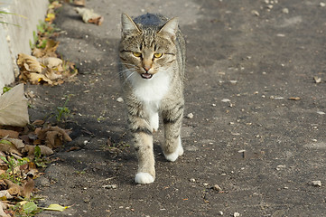 Image showing Cat walking